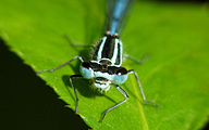 Azure Bluet (Male, Coenagrion puella)